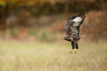 Common Buzzard (Buteo buteo). Buteoninae launches powerfully from an autumn meadow. Open grassy field. Strong wingbeats captured in mid-flight evoke grace and might.