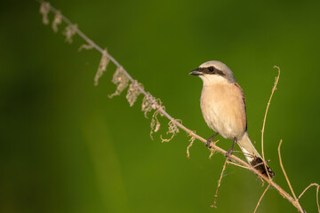 Red-backed Shrike (Lanius collurio). Laniidae rests attentively on a dry twig against a vivid green backdrop. Sunny meadow edge. Its sharp gaze contrasts the soft golden light.