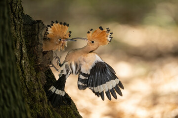 Eurasian Hoopoe (Upupa epops). Eurasian hoopoe returns to nest cavity and gently feeds chick from beak to beak. Mature deciduous woodland. Symmetry of crests highlights parent-child bond. © Petr Šimon