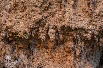 Close-up of a rugged rock face with rough textures and earthy tones. Small green plants grow from crevices, adding life to the ancient, weathered limestone surface shaped by erosion.
