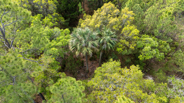 Aerial view of palmetto tress