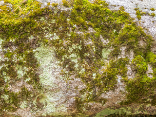 A pile of large stones in the forest, overgrown with moss and grass.