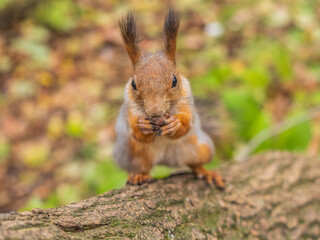 Portrait of a squirrel on a tree trunk