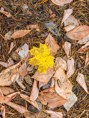 Orange and yellow fallen leaves in the sunlight.