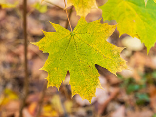 Maple branches with yellow leaves in autumn, in the light of sunset.