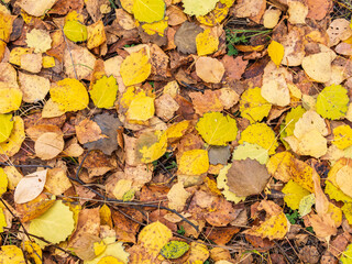 Orange and yellow fallen leaves in the sunlight.