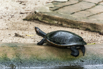 Fototapeta premium The Arrau turtle, Podocnemis expansa is the largest of the side-neck turtles in Latin America. Seen at Belem in Brazil