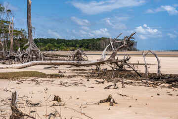 Barra velha beach at Soure, Marajo in Para, Brazil. Beautiful beach and mangrove trees with their...