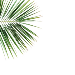 Obraz premium Lush Green Palm Leaf Isolated on Black Background, Perfect for Nature-Themed Designs