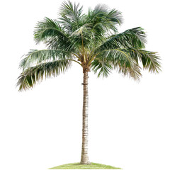 Lush palm tree standing tall on a grassy area with a clear blue sky in the background