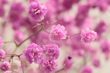 Smoke selective soft focus lilac, pink Gypsophila flower on beige. Natural blur light background.