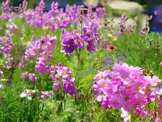 Naklejka premium flowers blooming in day 