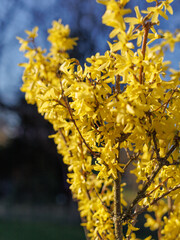 Branch of blooming yellow forsythia against blue sky, spring, early, easter,