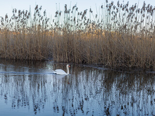Landscape of a lake with reeds with a swimming swan, free space for text, rest, freedom, romance