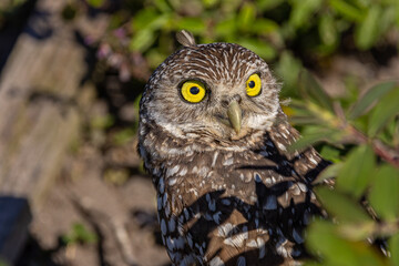 Burrowing Owl Living on the Ground