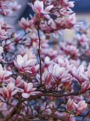 Close-up of magnolia flowers on cold background, luxury, huge pink flowers, aroma, spring.