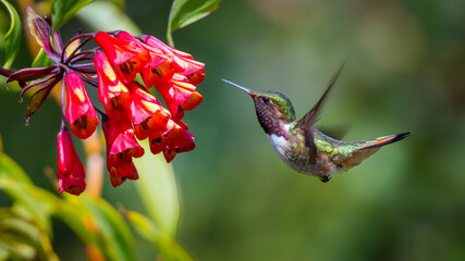 Hummingbird hovering at red flower cluster