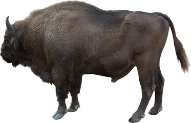 European bison - Bison bonasus .in the Moldavian reserve. © Mountains Hunter