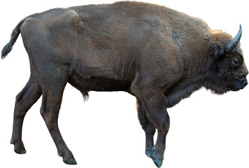 European bison - Bison bonasus .in the Moldavian reserve. © Mountains Hunter