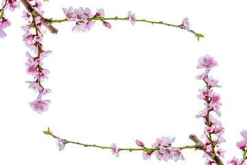 Rectangular floral frame made of blooming pink cherry branches isolated on white background, Minimalistic Sakura blossom border. Fruit tree flowers. Copy space
