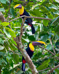 2 Yellow-Throated Toucans, Ramphastos ambiguus, perched on a branch Costa Rica © Don