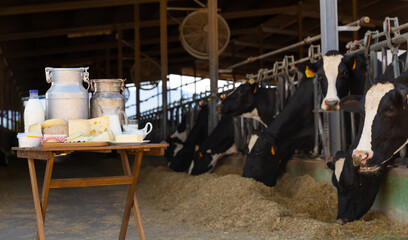Aluminum can and glass decanter with milk, fresh curd and various cheeses on table standing in...