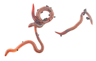 Group of earthworms isolated on a white background, top view. Animal earth worm.
