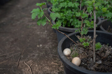 Curious scene of chicken eggs casually laid in flower pots among plants, showcasing stress-free poultry coexisting with greenhouse flora. For sustainable agriculture showcases.