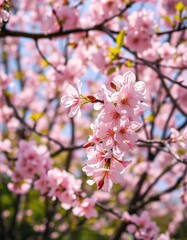 Fototapeta premium Delicate pink cherry blossoms, gently swaying in bright sunlight, against a backdrop of blooming trees, vibrant, pink flowers