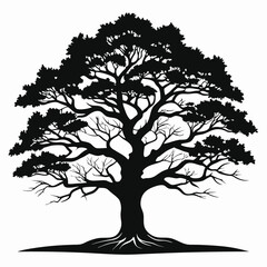 Fototapeta premium Black Silhouette Tree Detailed Branches, Leaves, and Roots Isolated