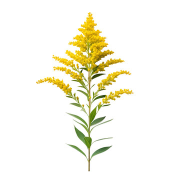 Isolated goldenrod flower image: vibrant yellow solidago canadensis wildflower photo on transparent background