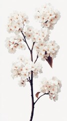 Minimalist realistic blooming sweet olive tree, tiny white flowers, angled view on pale green background.