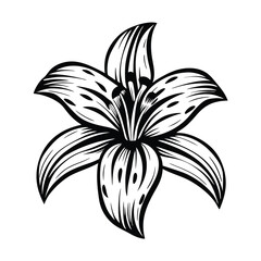 Detailed Lily Flower Stylized Black and White Floral on White Background