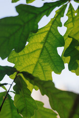 oak leaves close-up, green crown of a young oak tree