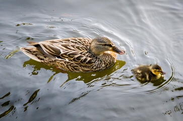 Ducks and new babies celebrate Springtime in a setting of lush greenery and pond 