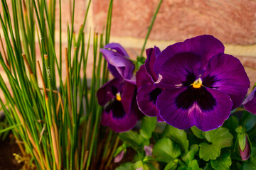 Photo of a Dark purple flower with green long blades next to it. background. Plant: Primula (Primrose)