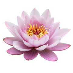 Water Lily isolated on white background