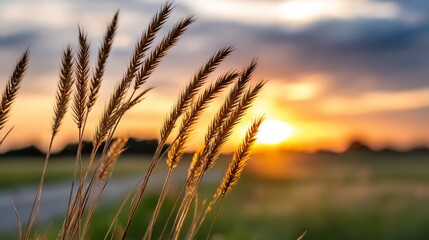 Golden Sunset Over Grassland - Silhouette of tall grass against a vibrant sunset, showcasing warm colors and natural beauty