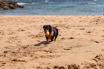 A dachshund playing on the beach	