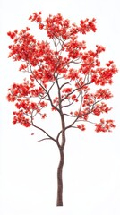 Minimalist realistic blooming hebe tree, white flower spikes, top-down view on white background.