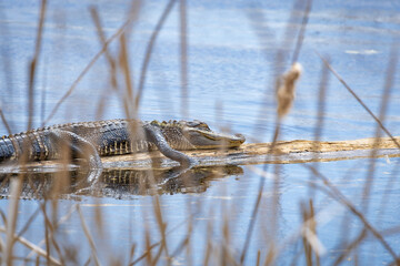 Large American alligators basking on mud banks at Savannah National Wildlife Refuge in Georgia.