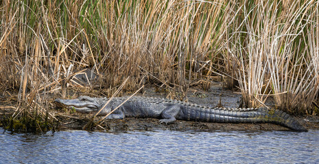 Large American alligators basking on mud banks at Savannah National Wildlife Refuge in Georgia.