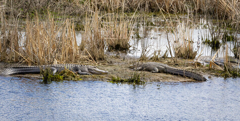 Large American alligators basking on mud banks at Savannah National Wildlife Refuge in Georgia.
