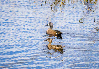 Blue-winged teal duck pair swimming in a tidal marsh at Savannah National Wildlife Refuge in Georgia.