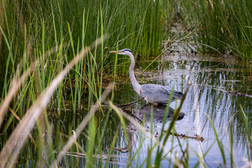 Great Blue Heron fishing in the grass at Savannah national wildlife refuge in Georgia.
