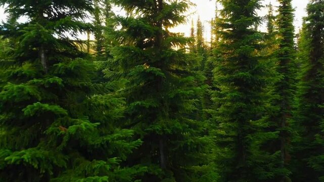 Majestic Evergreen Forest at Sunset A Breathtaking Nature