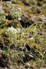 white Butterbur has a Visitor