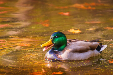 Obraz premium Mallard duck , male (nas platyrhynchos), on a lake , autumn season