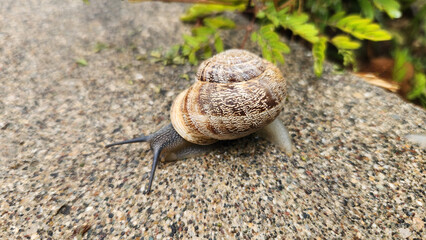 On a rainy Mediterranean April day, a shelled snail ventures out for a stroll, finding its way across the wet pavement, embodying resilience and quiet charm.