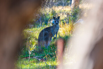 Photograph of an Australian Kangaroo standing in a grassy field in bushland on a sunny day in the...